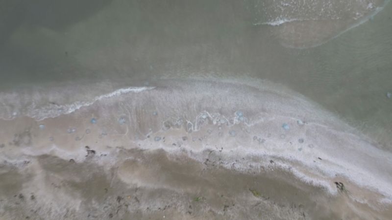 Burnaz Sahilinde Denizanası Istilası! (3) Result