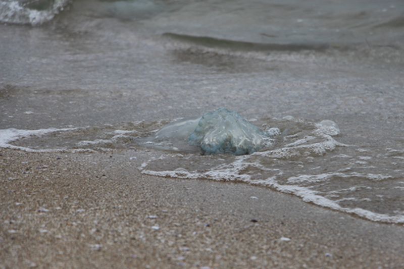 Burnaz Sahilinde Denizanası Istilası! (4) Result