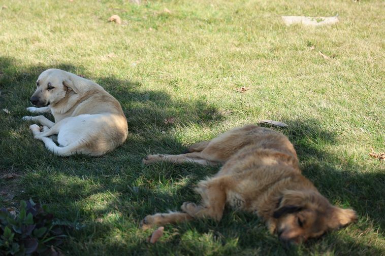 Diyarbakır’da Sokak Köpeği Bir Günde 8 Kişiyi Isırdı4 Result