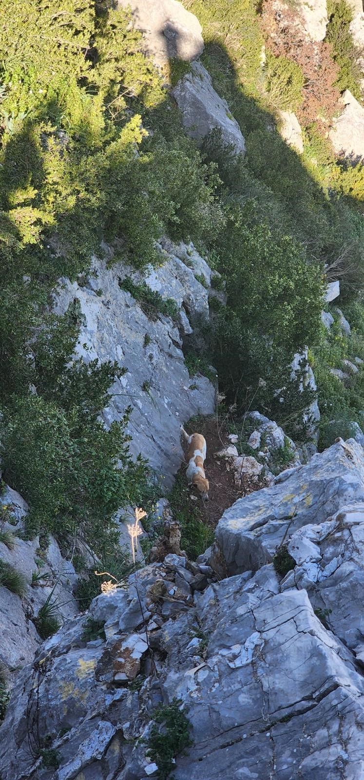 Hatay'da Köpek Uçurumda Mahsur Kaldı (2)