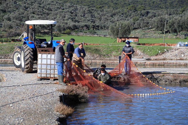 Milas'ta Toprak Havuz Balık Yetiştiricilerine Geka Desteği (4) Result