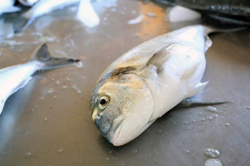 Milas'ta Toprak Havuz Balık Yetiştiricilerine Geka Desteği (5) Result