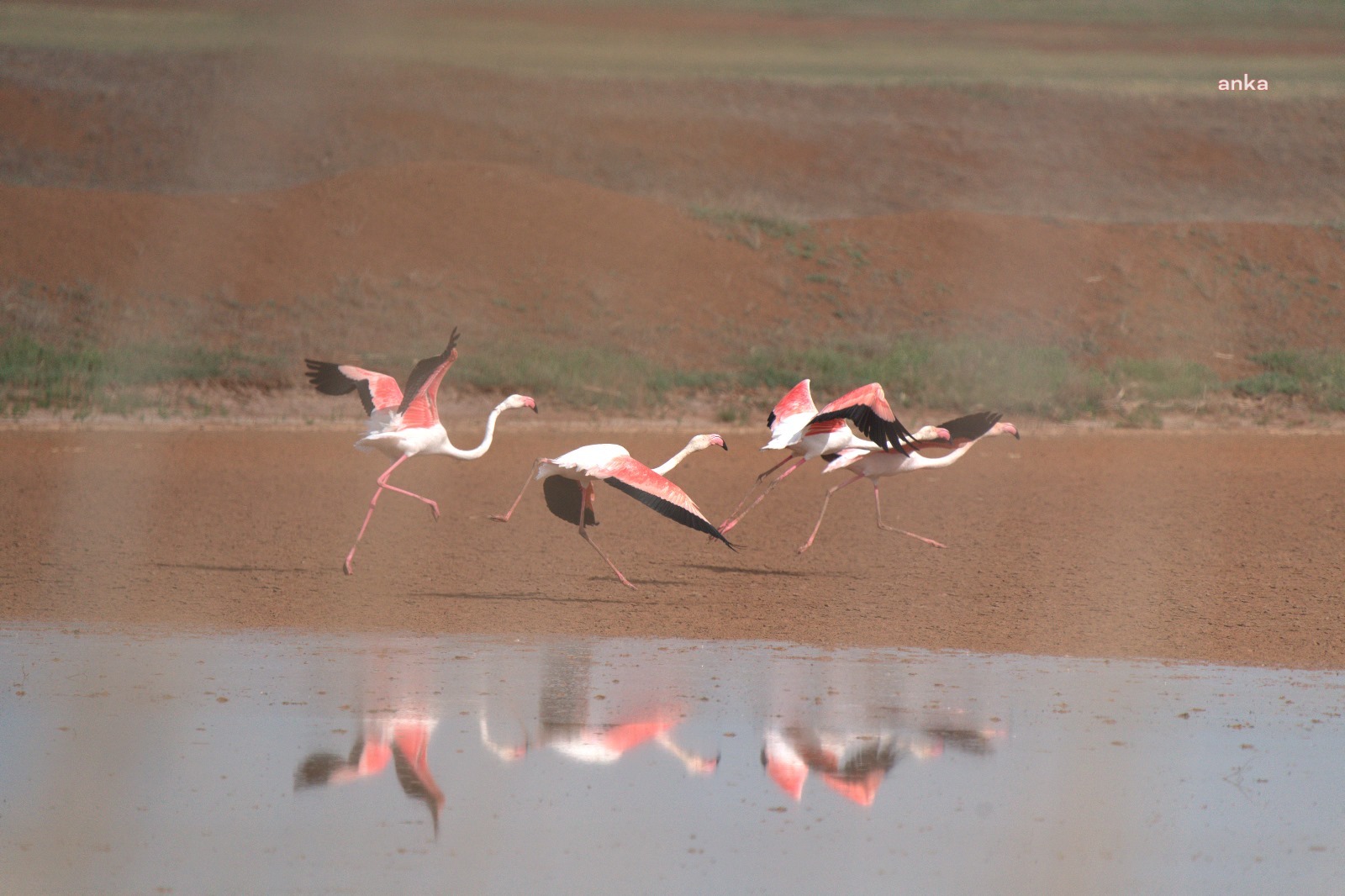 Tuz Gölü'nde flamingoların kuluçka dönemi başladı