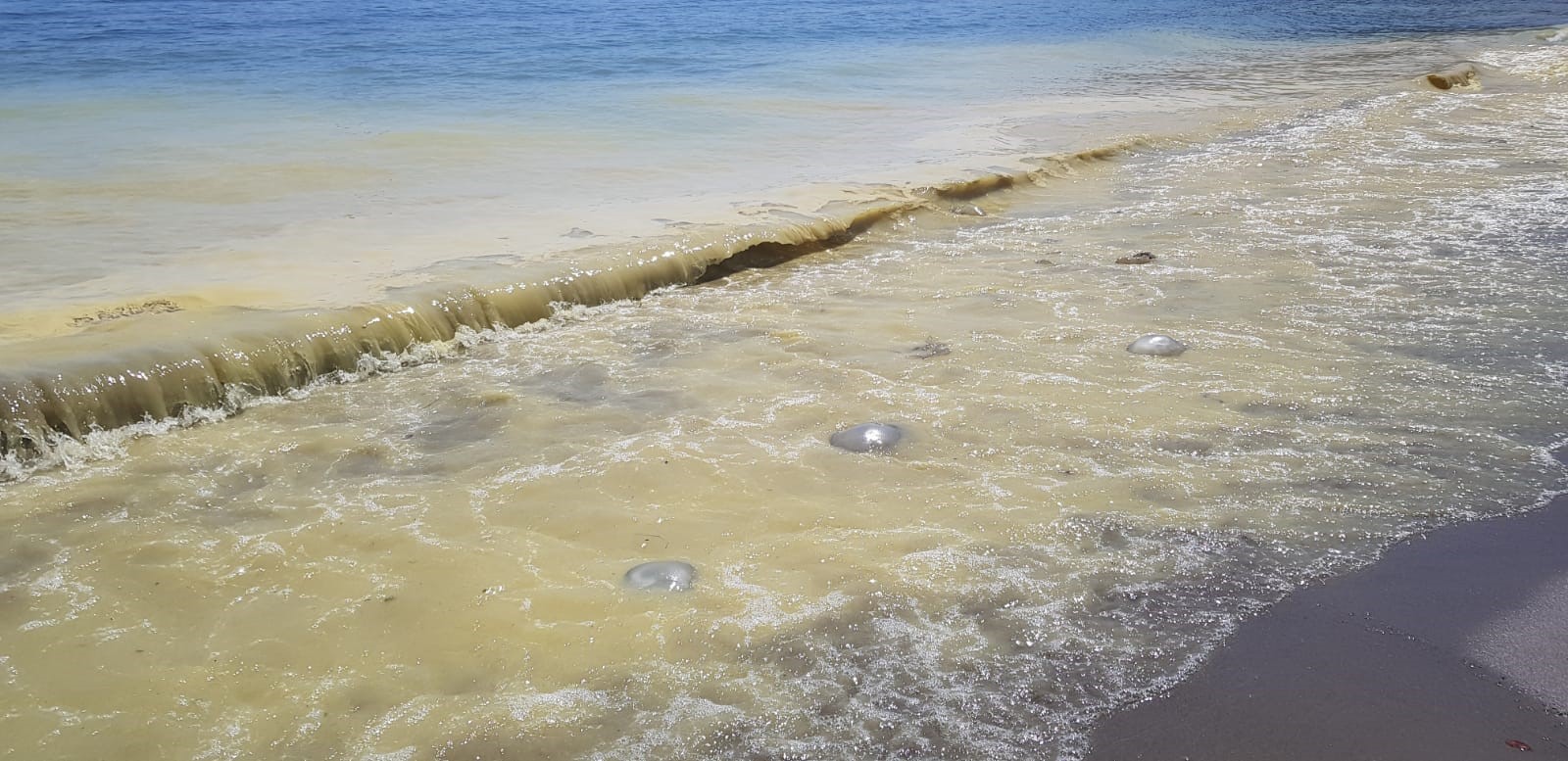 Alanya sahilinde sarı köpük içinde ölü denizanaları görüldü