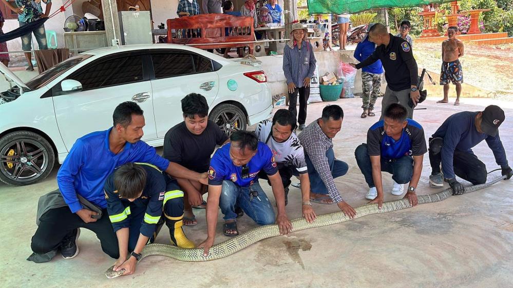 Tayland'da devasa kral kobra otomobilin kaputunda bulundu