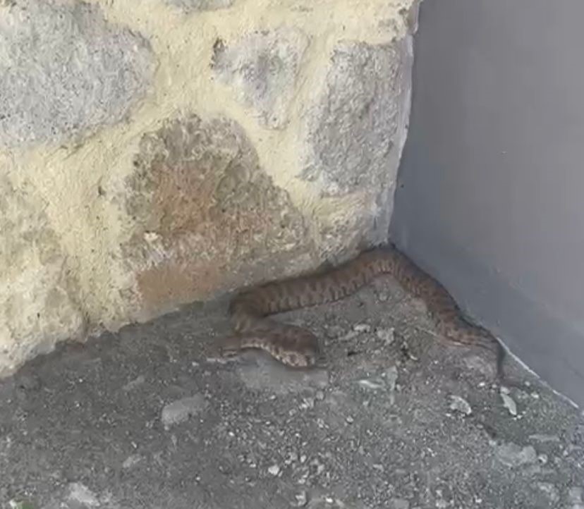 Tunceli'de tehlikeli buluşma: Koca engerek yılanı görüntülendi