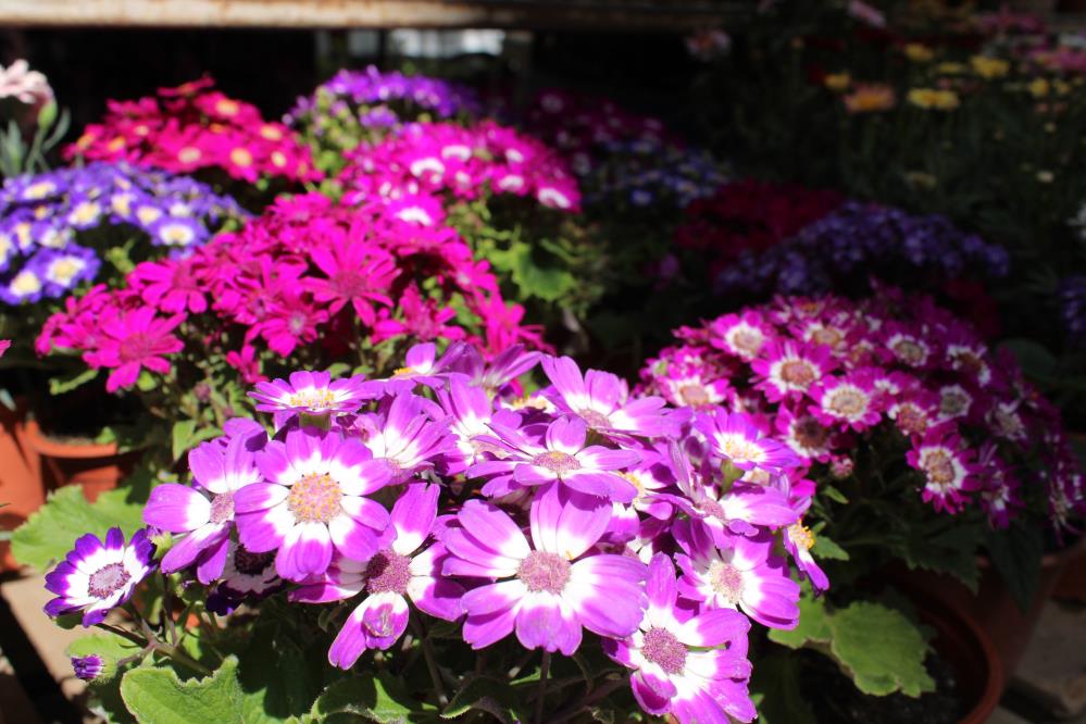 Aydın'da bahar geldi: Çiçekler pazarları renklendi