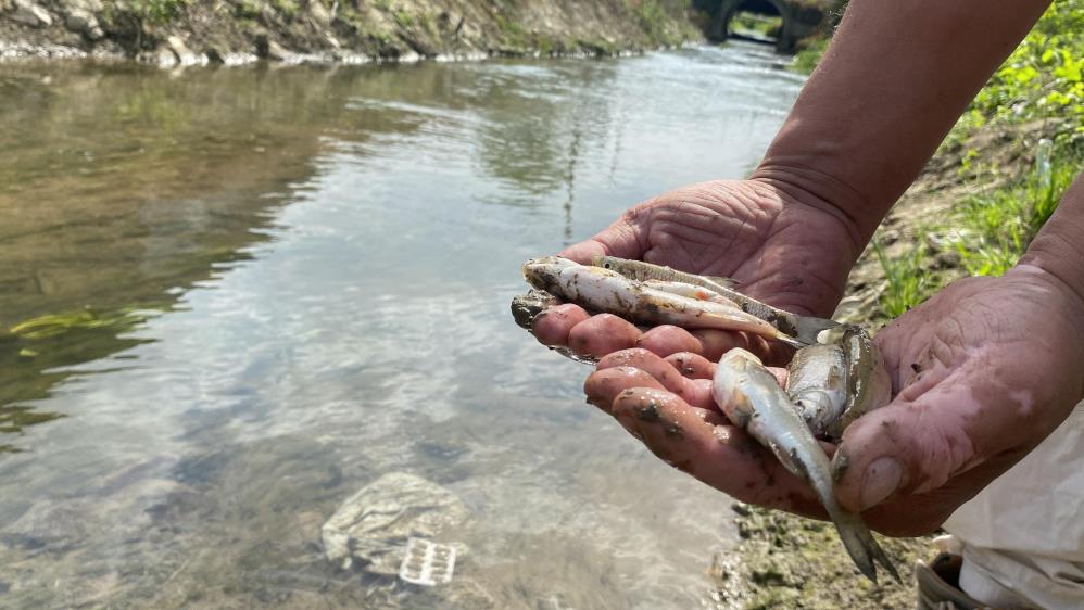 Düzce'deki bilinçsiz tarım ilaçlamaları balıkların ölümüne yol açtı