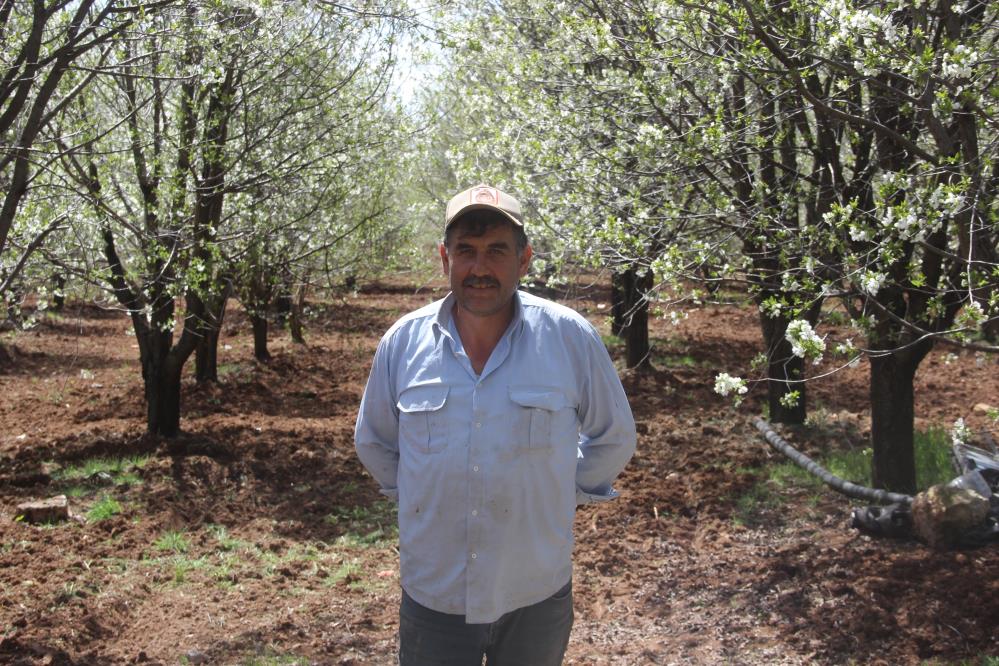 Sivas'ta vişne bahçeleri erken baharla canlanıyor