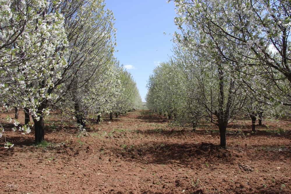 Sivas'ta vişne bahçeleri erken baharla canlanıyor
