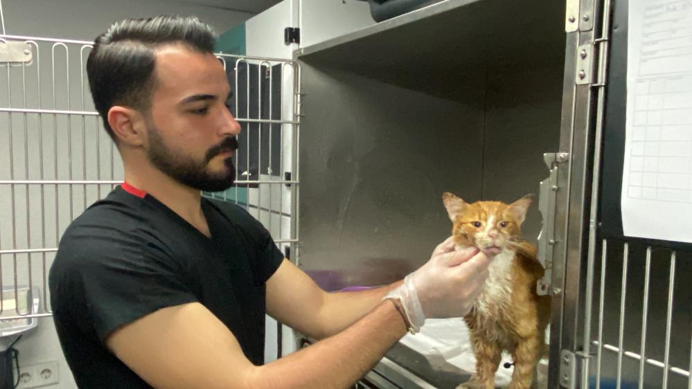 Zonguldak'ta şiddet mağduru kedinin tedavisi devam ediyor