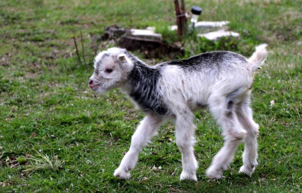Erzincan'da ayı tarafından yaralanan keçi yavrusu kurtarıldı ve büyüdü