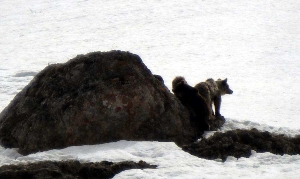 Erzincan'da doğada anne ayı ve yavruları görüntülendi