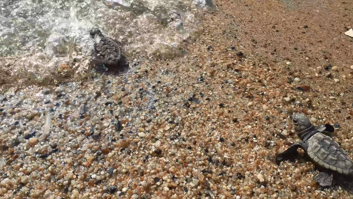 Deniz kaplumbağaları Alanya sahillerinde yumurtlamaya başladı: Koruma çağrısı geldi