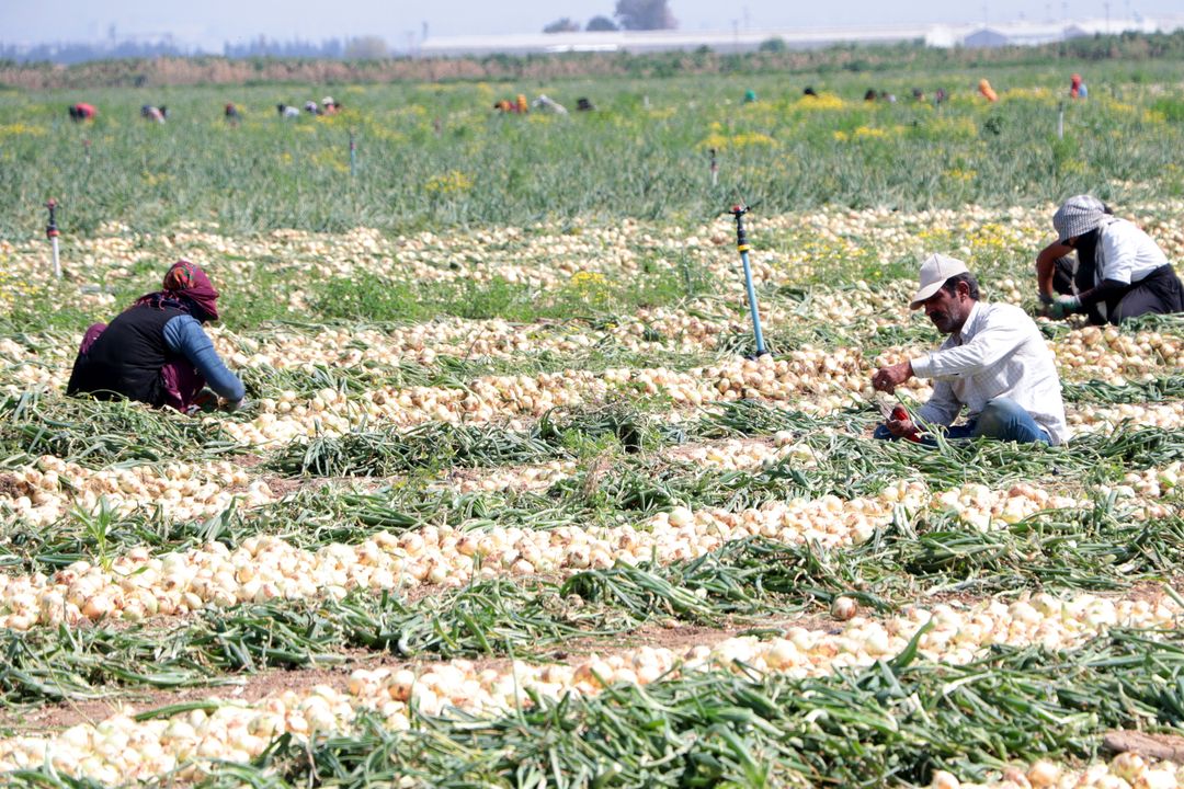 Adana'da Soğan Hasadı Başladı! Soğan Fiyatları Düşecek Mi (2) Result