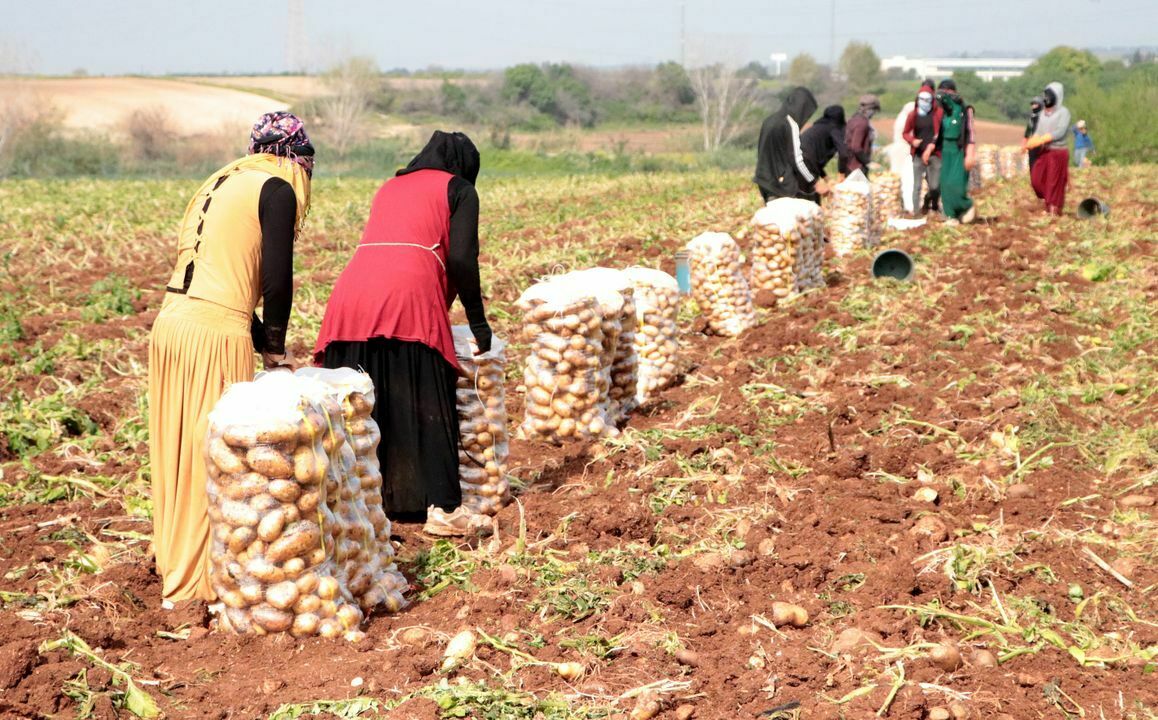 Turfanda Patates Hasadı Adana'da Başladı! Patatesin Kilosu Kaç Lira (4) Result