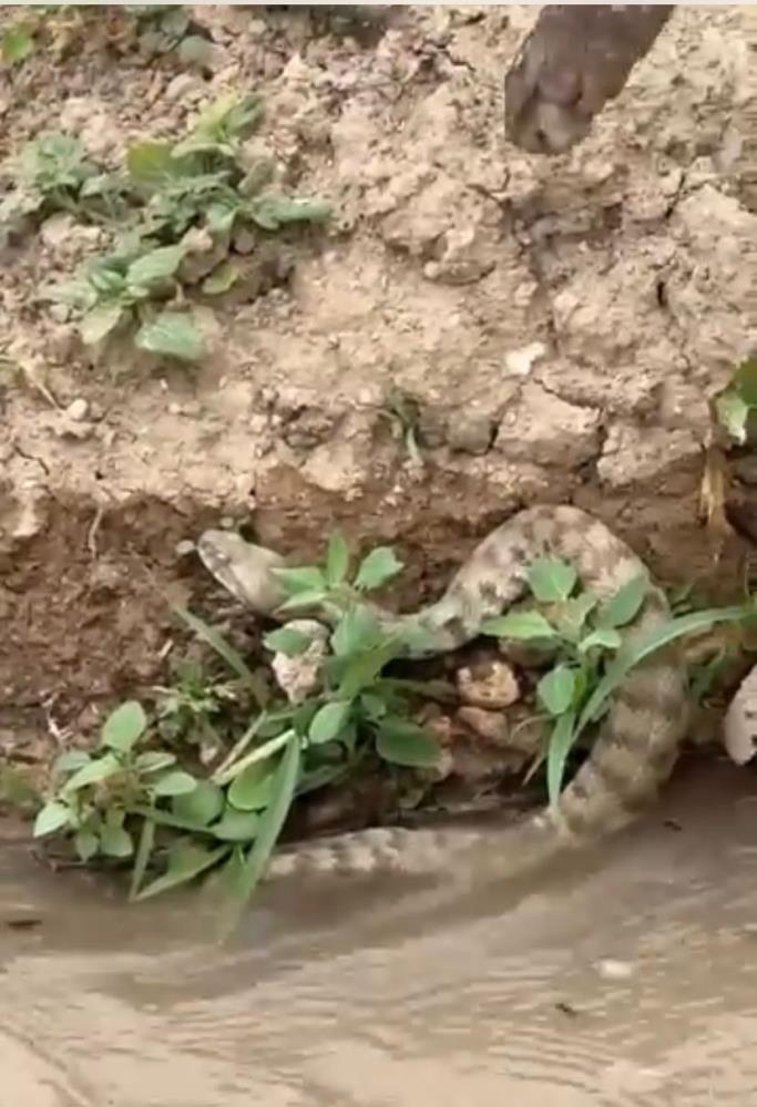 Elazığ'da koca engerek yılanı görüntülendi