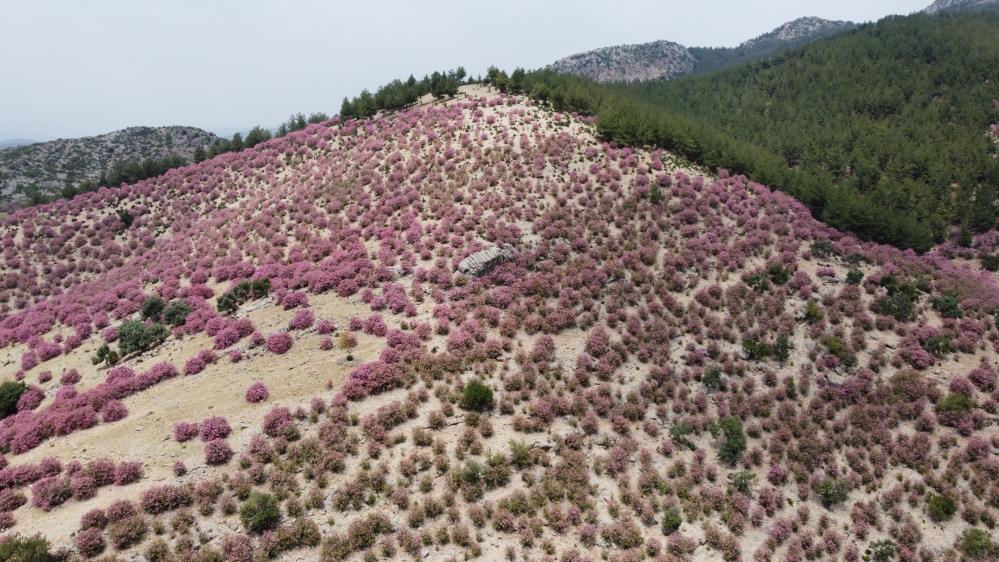 Kozan'da zakkum çiçekleri doğal bir güzellik şöleni oluşturuyor