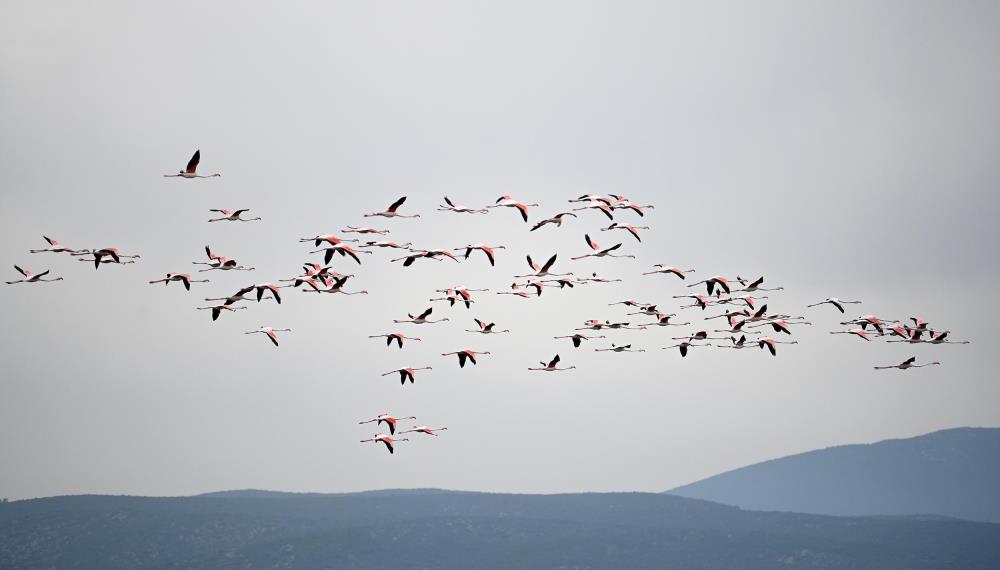 Flamingolar Pamucak'ı renklendiriyor