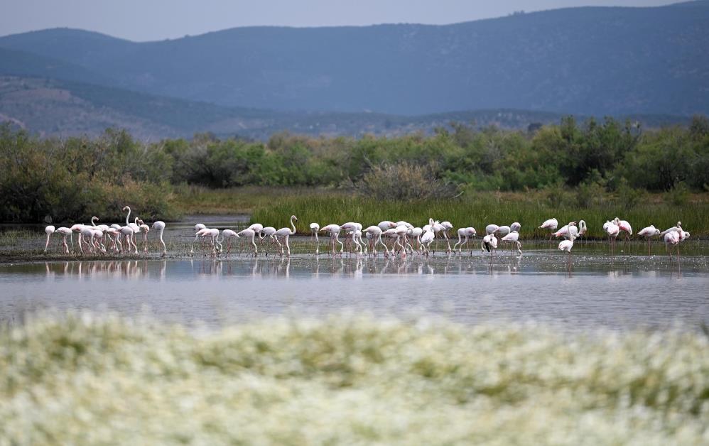 Flamingolar Pamucak'ı renklendiriyor