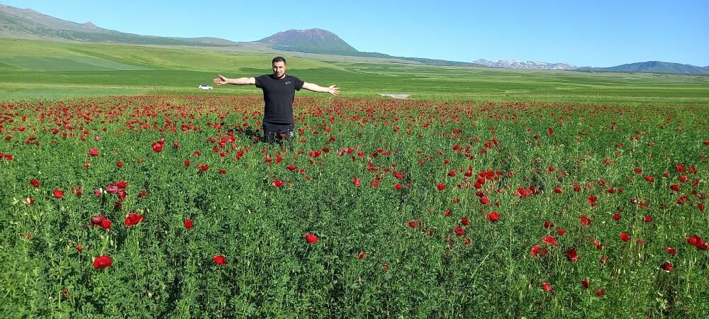 Bitlis ve ilçelerinde açan gelincikler göz kamaştırıyor