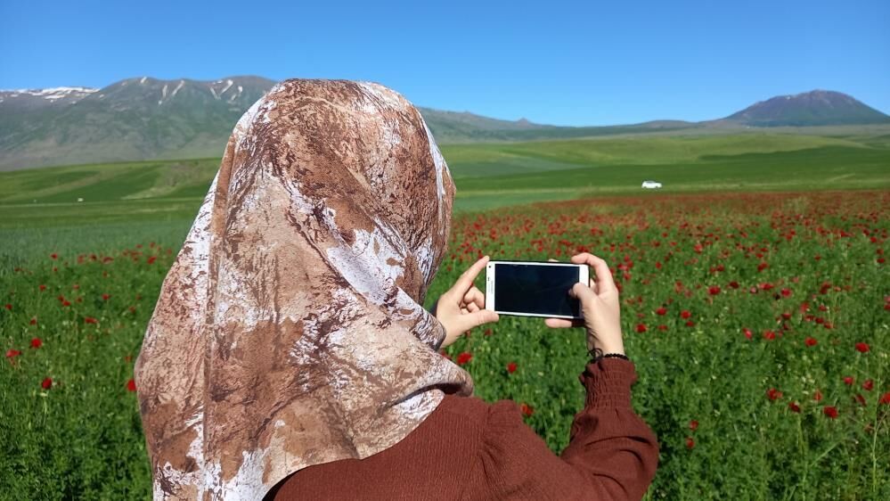 Bitlis ve ilçelerinde açan gelincikler göz kamaştırıyor