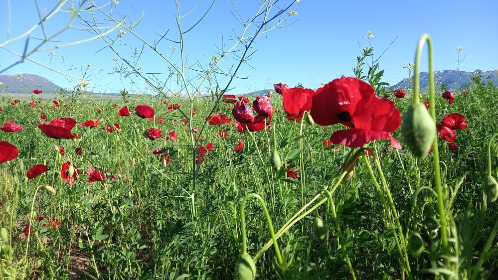 Bitlis ve ilçelerinde açan gelincikler göz kamaştırıyor