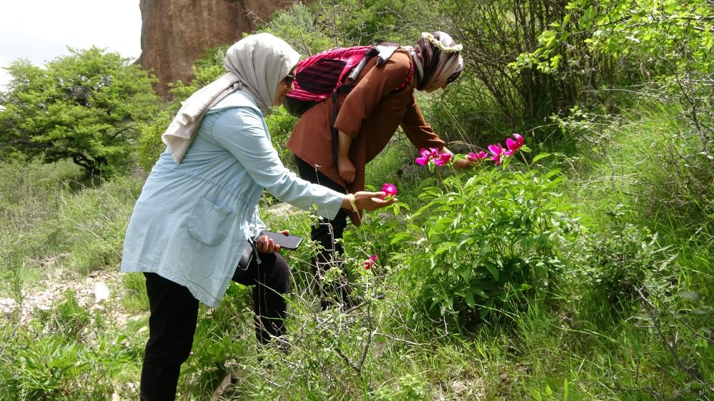 Cehrilik laleleri sadece 15 gün yaşıyor