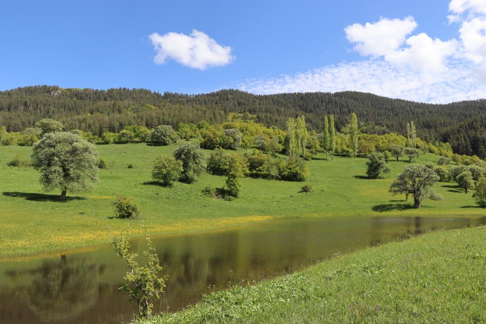 Erzurum'da cennet köşesi Ormanağzı yaylaları çiçek açtı