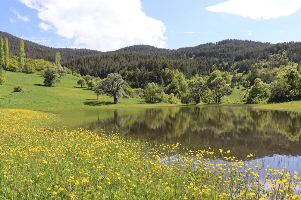 Erzurum'da cennet köşesi Ormanağzı yaylaları çiçek açtı