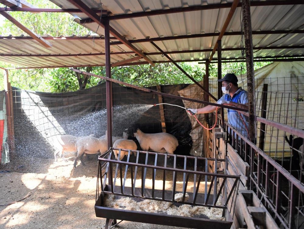 Konyaaltı Belediyesi hayvan yetiştiricilerine ilaçlama desteği sağlıyor