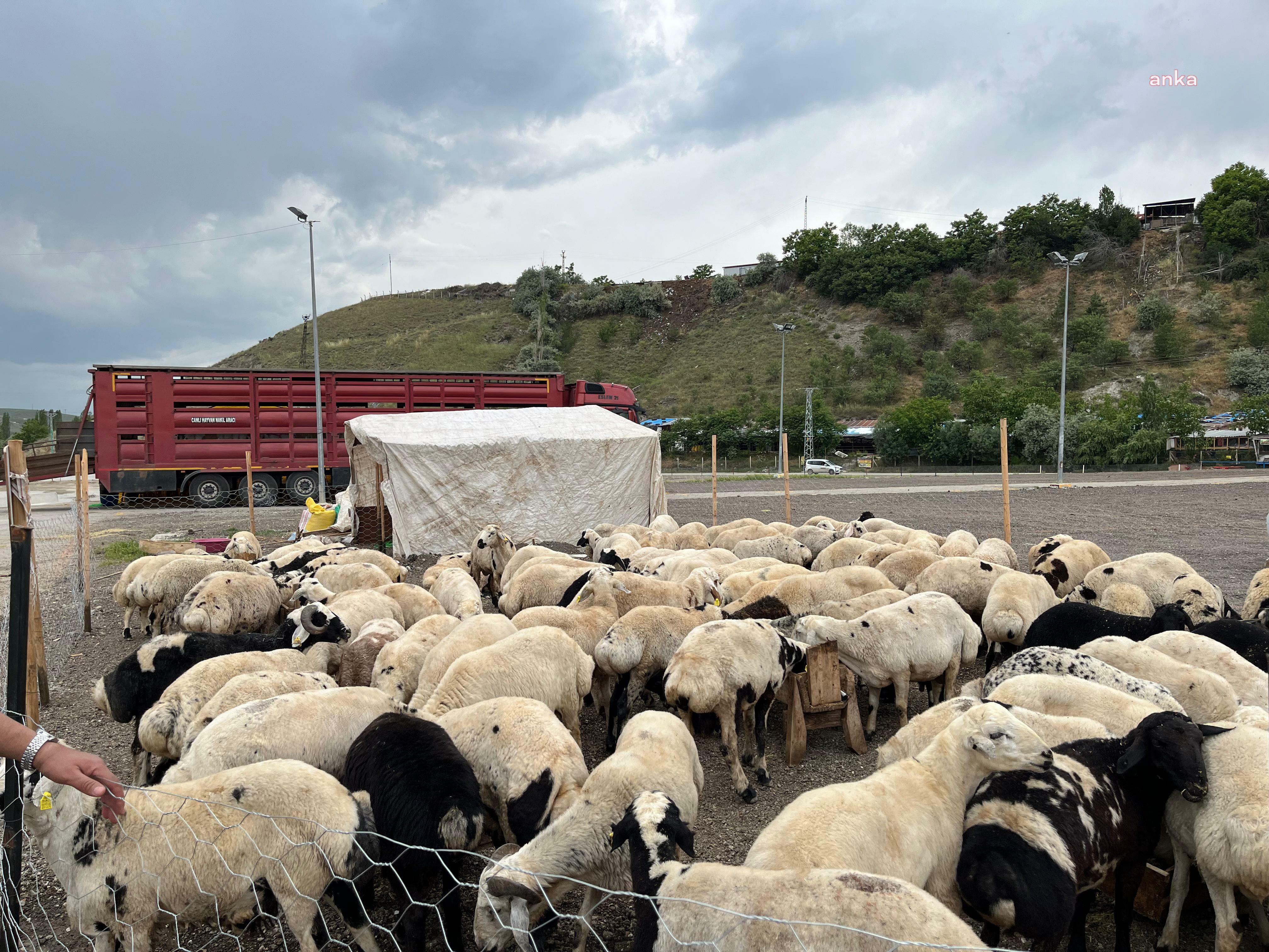 Kurbanlık fiyatlarındaki zamlar yıllık enflasyonu aştı! Büyükbaş ve küçükbaş fiyatları yüzde 300 arttı