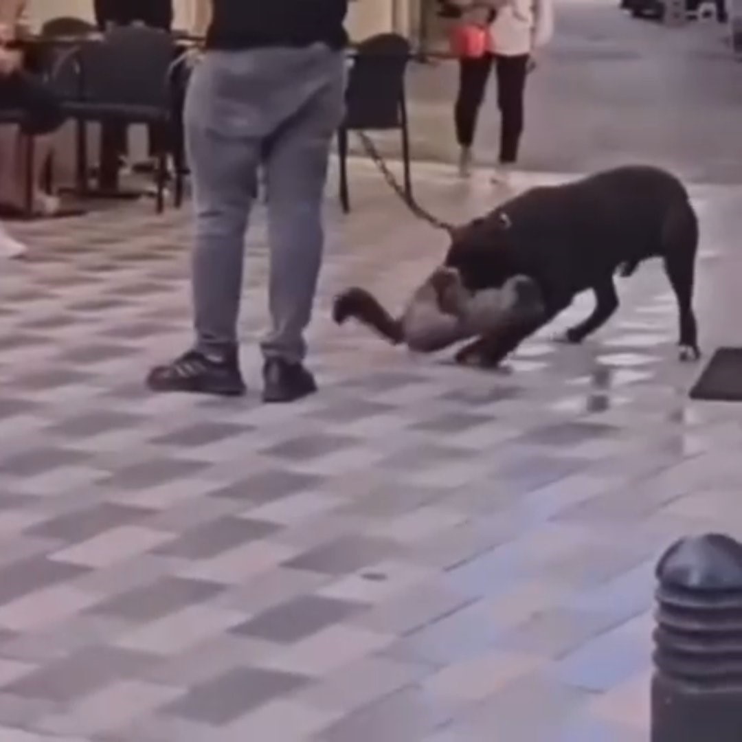 İzmir'de Yasaklı Irk Köpek Kediyi Nefessiz Bıraktı