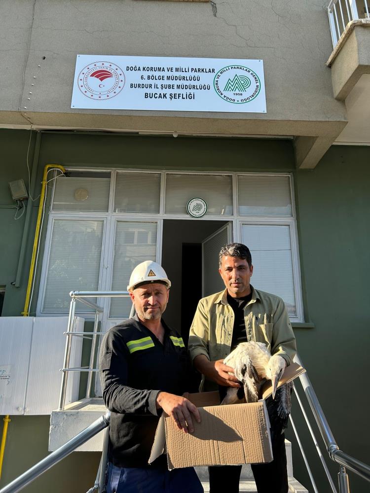 Bucak'ta elektrik direğine takılan leylek kurtarıldı