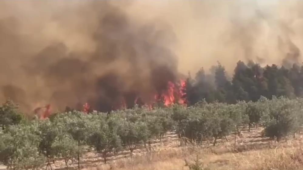 Pamukkale’de Orman Yangını