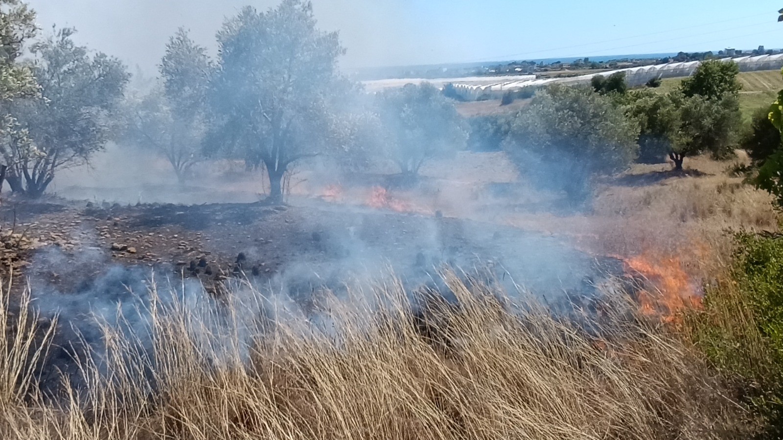 Antalya'da çöplerden çıkan yangın zeytin ağaçlarına sıçradı