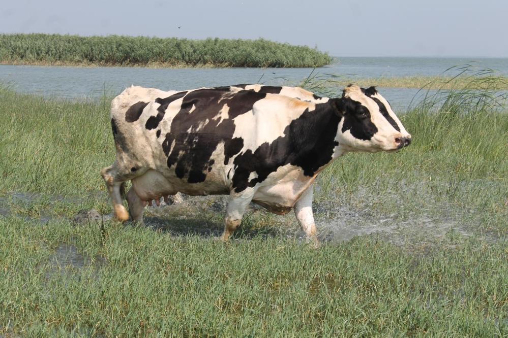 Balıkesir'de süt inekleri sıcak havadan dolayı gölde serinliyor