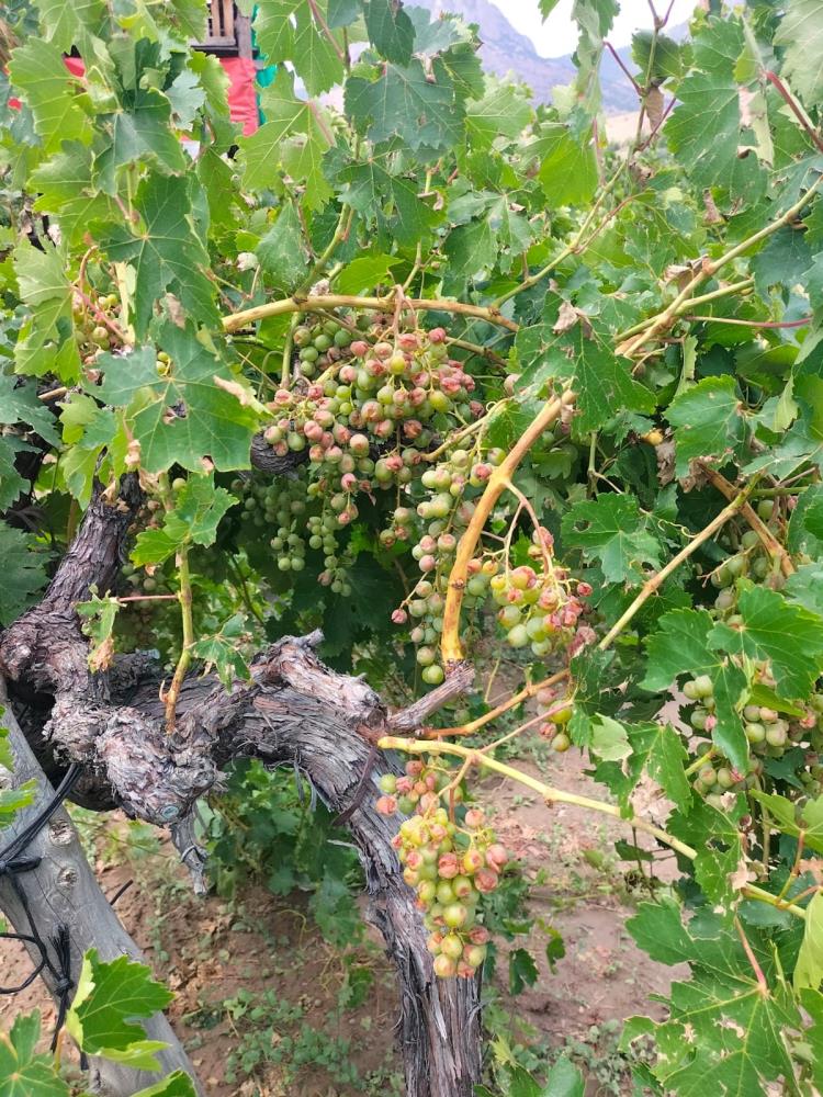 Eskişehir şiddetli dolu yağışı tarım ürünlerine zarar verdi