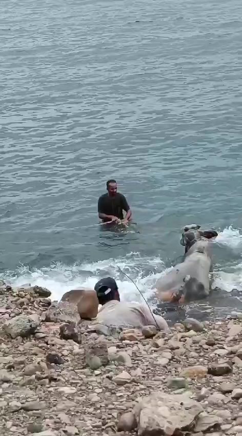 Hatay'da Kaçak Angusun Macerası Denizde Bitti (3)