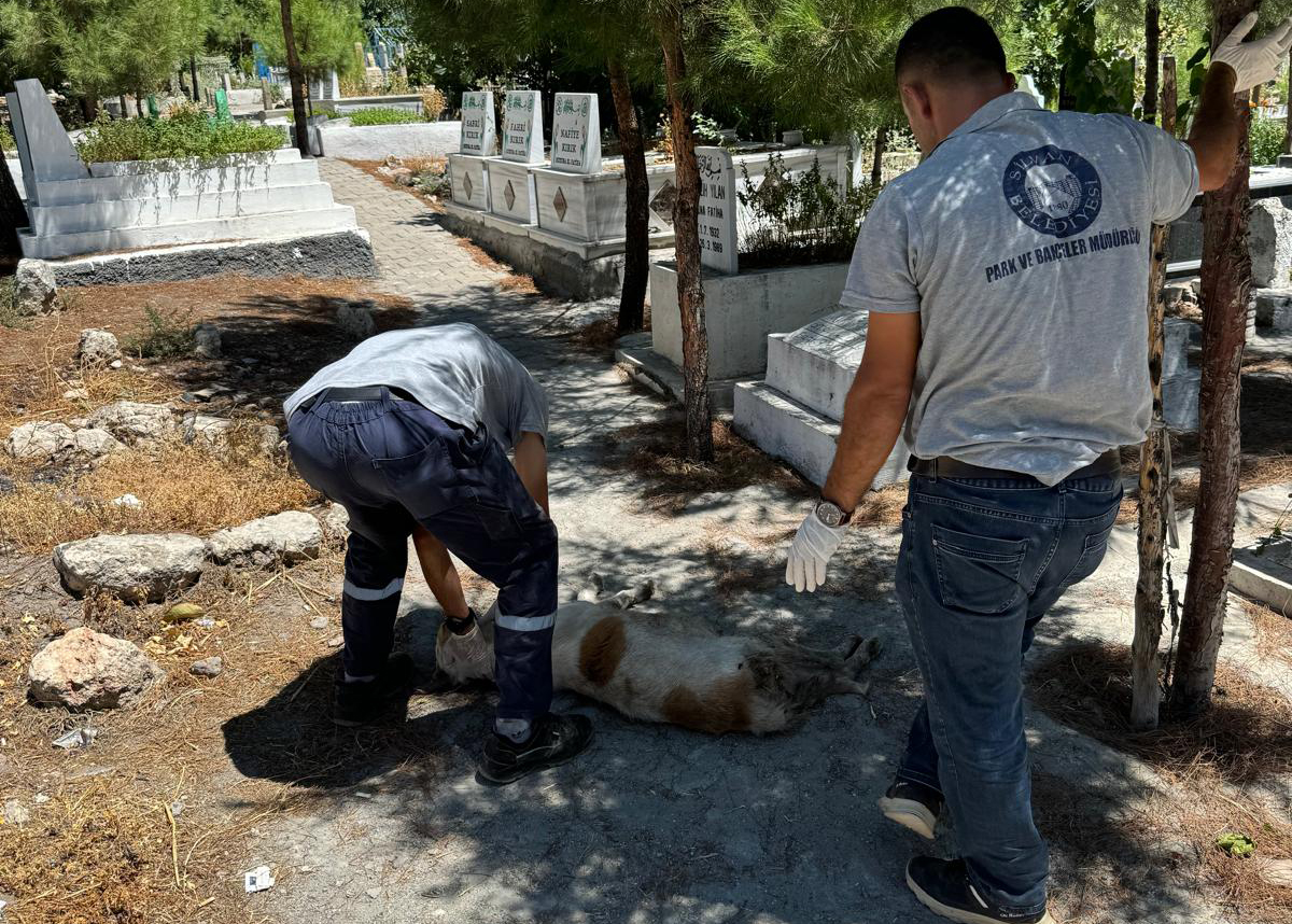 Silvan Belediyesi'nde Sokak Köpekleri Skandalı! O Paylaşımı Sildiler (2)