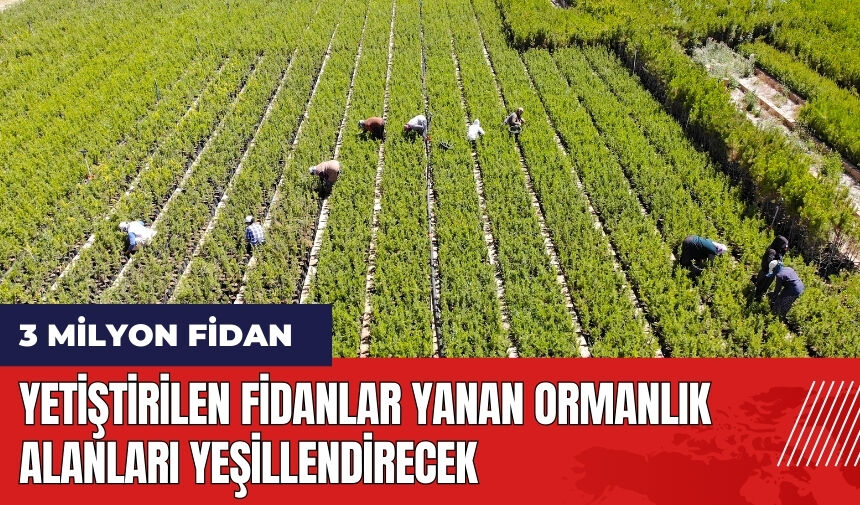 Yetiştirilen 3 milyon fidan yanan ormanlık alanları yeşillendirecek