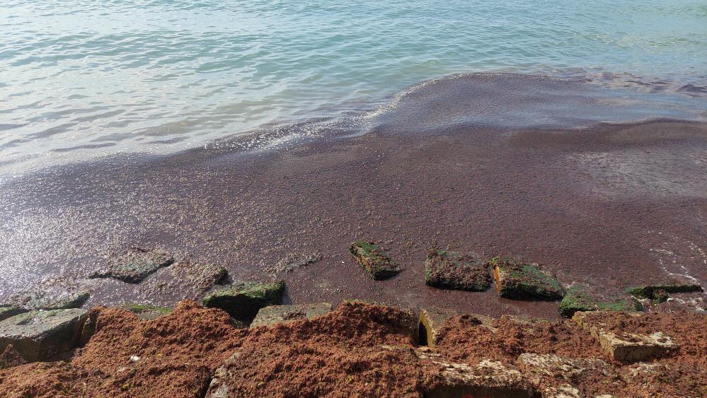 Marmara Denizi kızıl yosunlara esir oldu