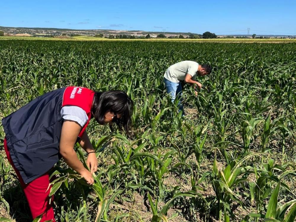 Kırklareli'nde yerli mısır çeşitlerine inceleme yapıldı