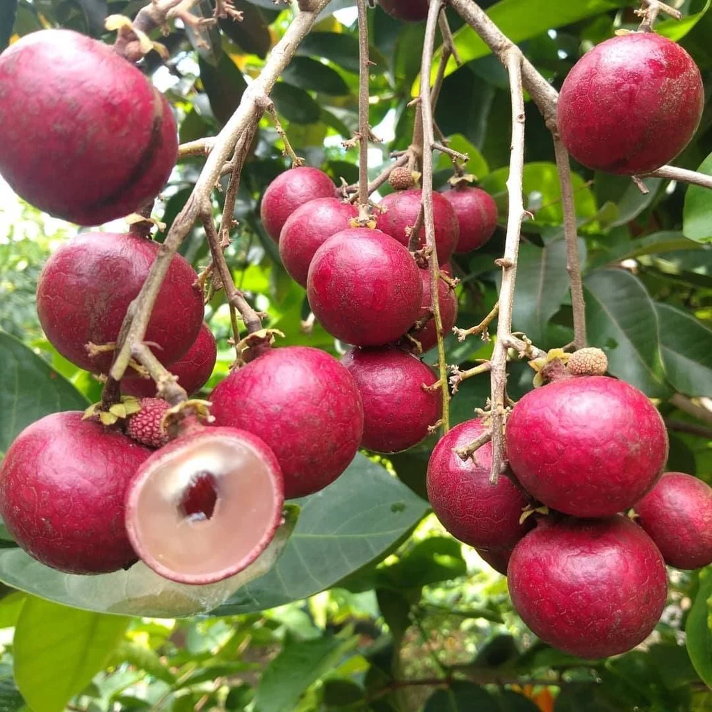 Longan Nedir Ejderha Gözü Ne Işe Yarar Kedi Gözü Neye Iyi Gelir  2