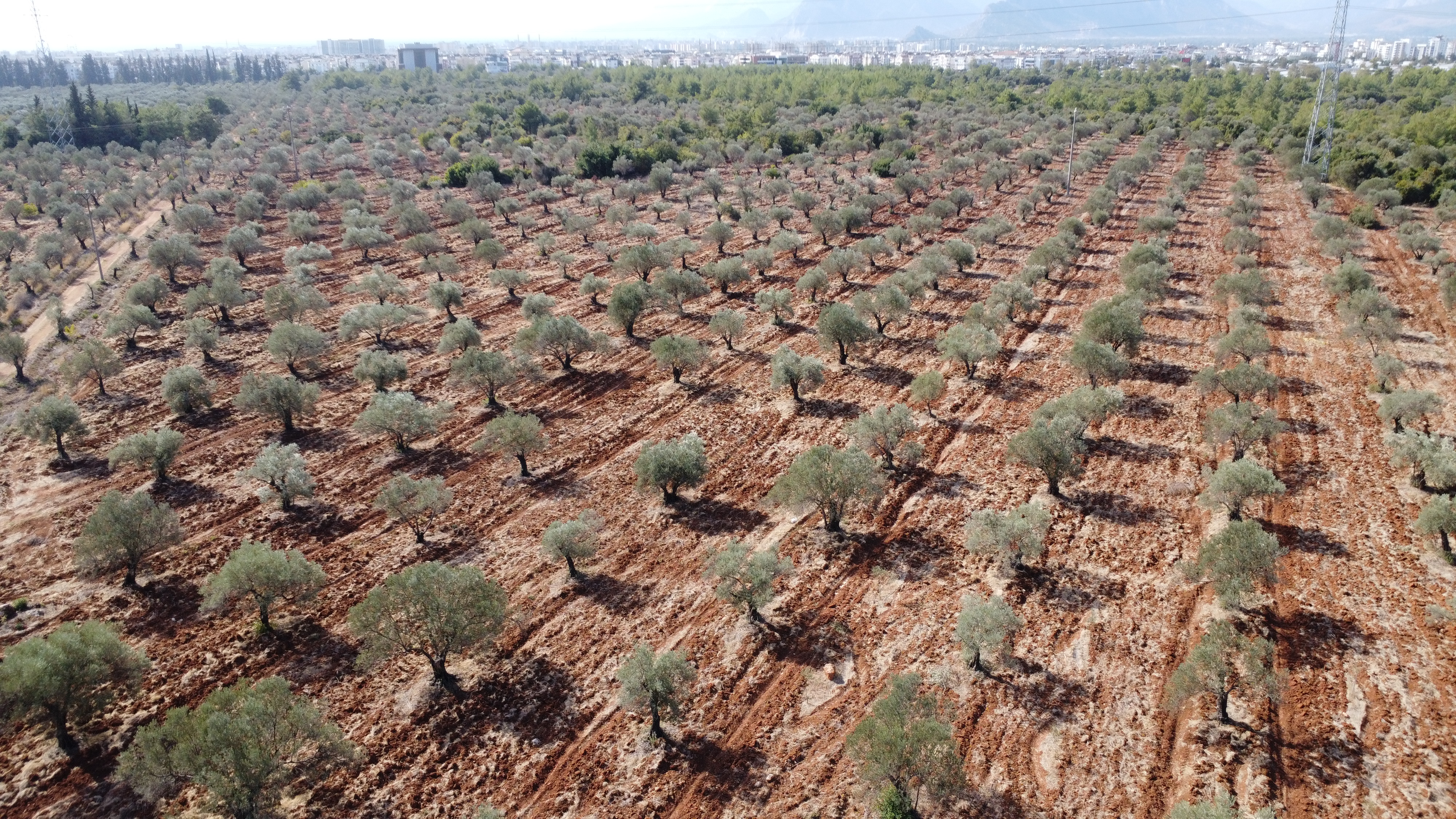 Antalya'da Zeytin Üretiminde Yüzde 45 Artış Bekleniyor