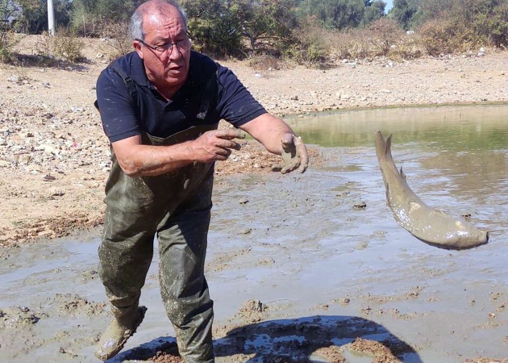 Bodrum'da Kuruyan Göletteki Sazan Balıkları Kurtarıldı 3