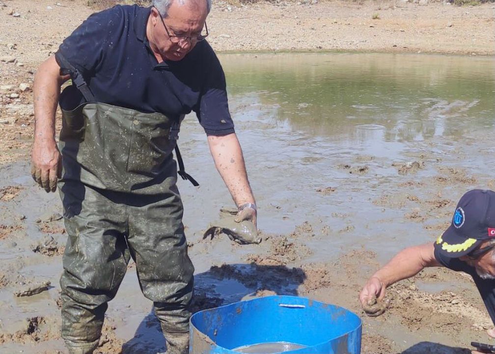 Bodrum'da Kuruyan Göletteki Sazan Balıkları Kurtarıldı 4