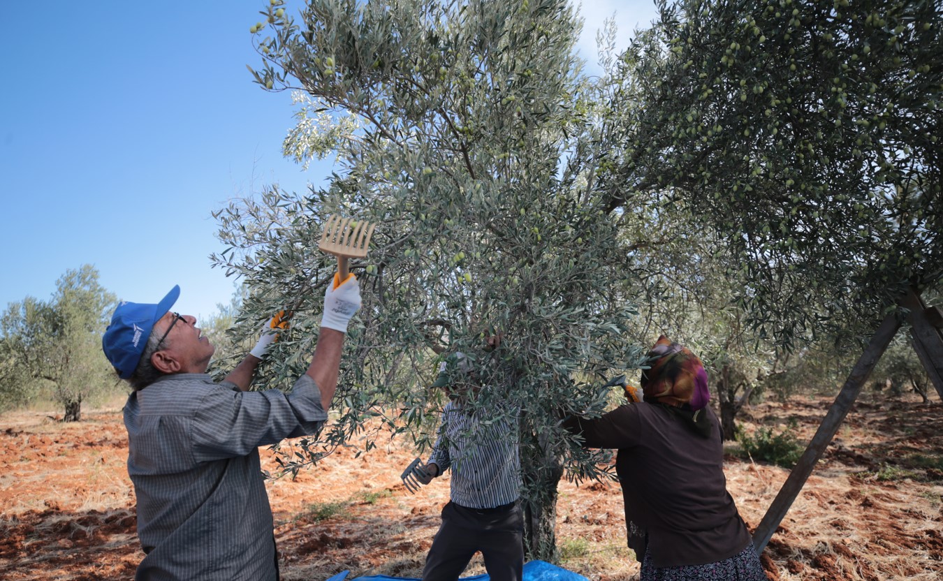 Antalya'da Zeytin Üretiminde Yüzde 45 Artış Bekleniyor