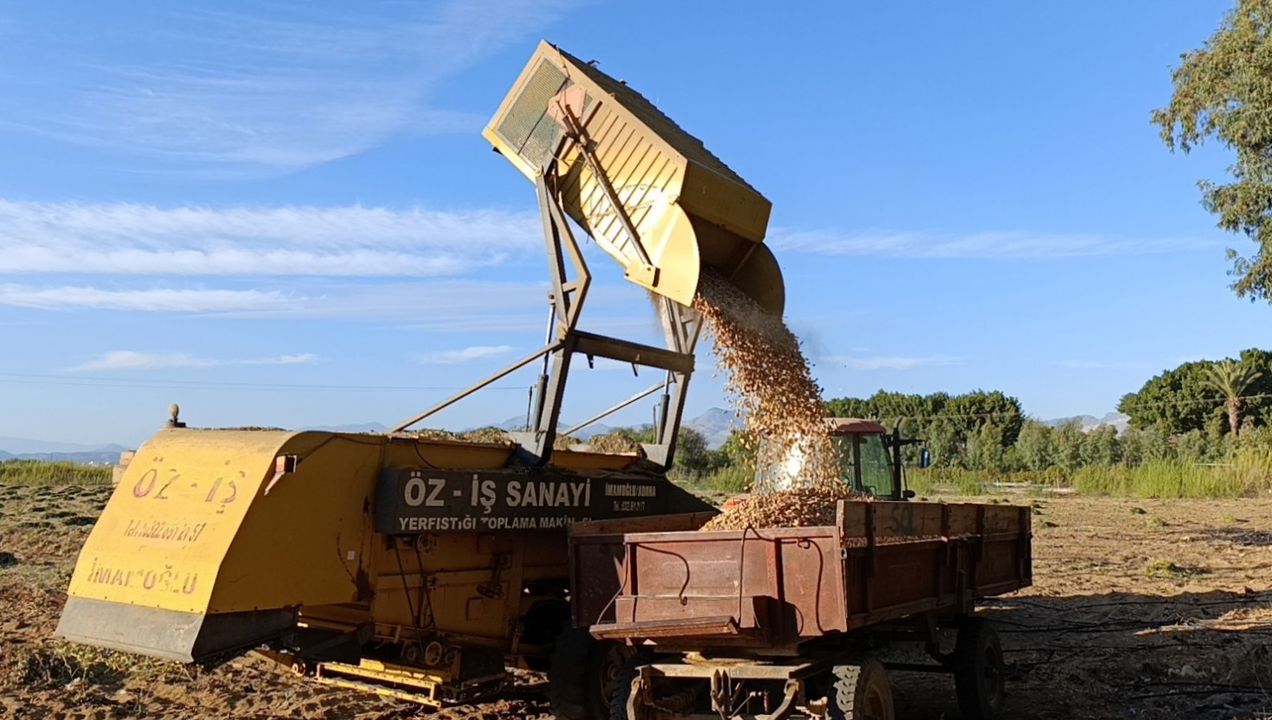 Hasat Başladı Manavgat'ta Yer Fıstığı Üreticisi Zorda  3