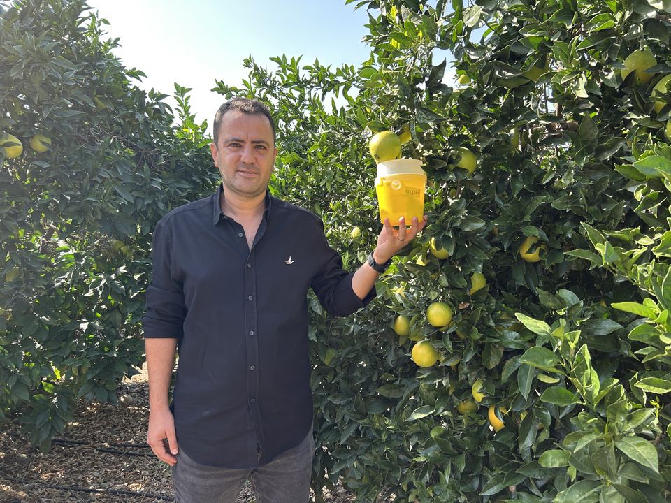 Hatay Erzin'de Akdeniz Meyve Sineğiyle Mücadeleye Ara Yok 3